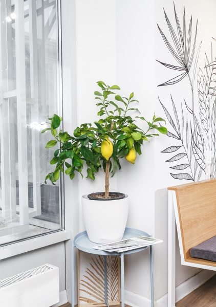 Цитрофортунелла Лимон 19/65 см