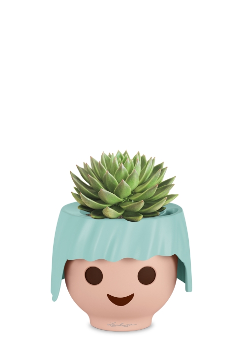 Эхеверия Цветной микс в OjO, голубой