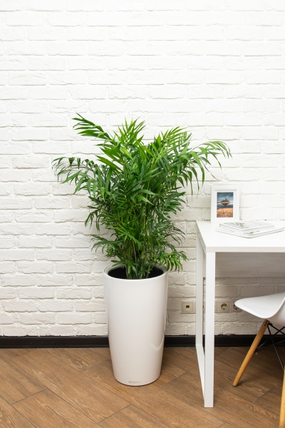 Хамедорея Элеганс 20/100 см Хамедорея Элеганс 20/100 см