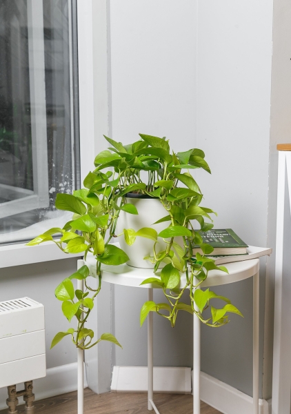 Сциндапсус Голден Потос в CLASSICO COLOR 21 Сциндапсус Голден Потос в CLASSICO COLOR 21