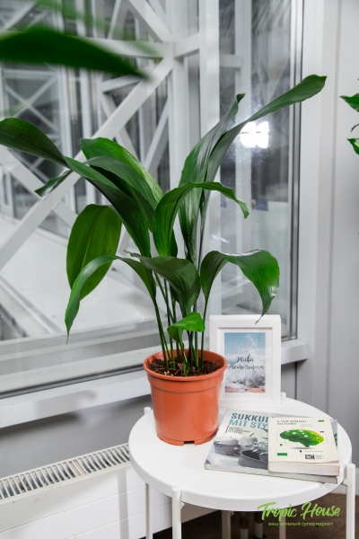 Аспидистра Элатиор 15/55 см