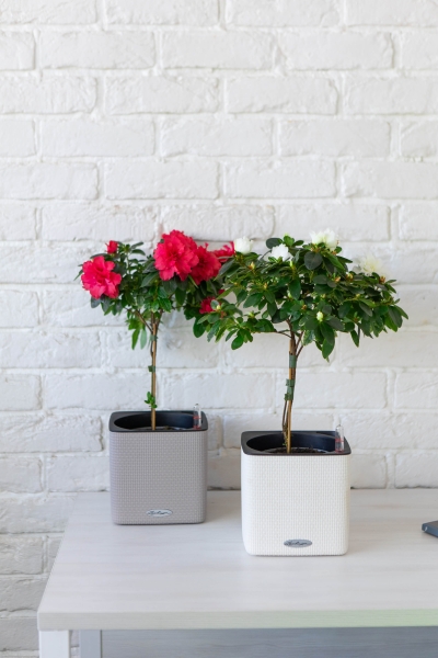 Азалия Фландрес штамб микс 13/20 см в CUBE GLOSSY 16