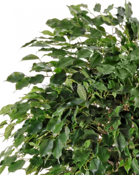 Фикус Бенджамина на забавном стволе