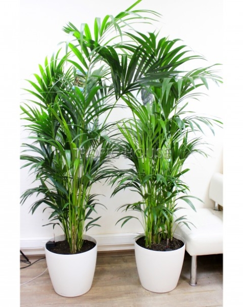 Ховея Кентия 31/220 см