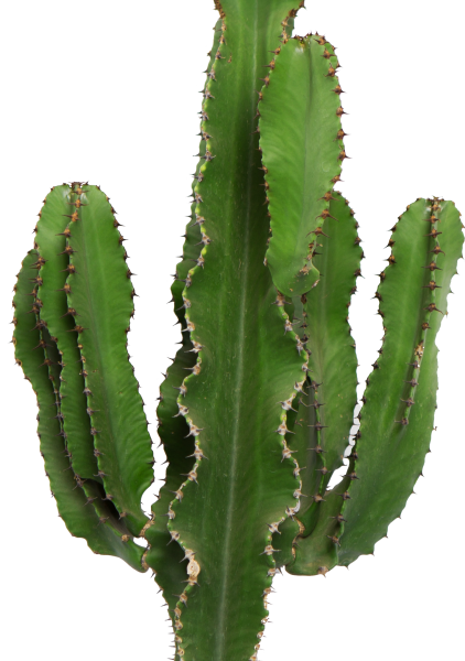 Кактус Канарский в RONDO 32 Кактус Канарский в RONDO 32