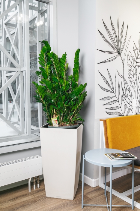 Замиокулькас 30/110 в CUBICO Color 40