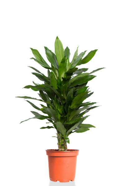 Драцена Джанет Линд бранч 24/120см