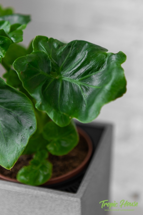 Филодендрон Атом в CANTO STONE 14