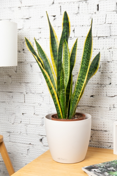 Сансевиерия Лауренти 21/70 см