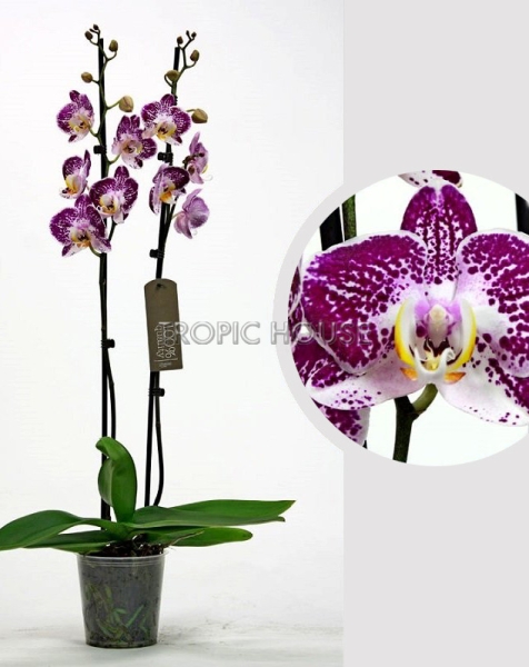 Орхидея Фаленопсис розовая пятнистая 12/60 см