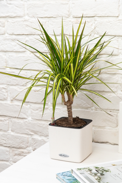 Драцена Маргината Санрей 12/40 см в CUBE COLOR 14