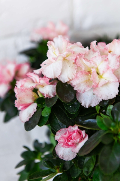 Азалия Фландрес розовая 14/30 см в CUBE COLOR 16 Азалия Фландрес розовая 14/30 см в CUBE COLOR 16