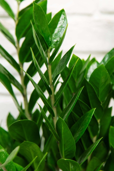 Замиокулькас 21/90 см в LAMELA MIRA tall 30 Замиокулькас 21/90 см в LAMELA MIRA tall 30