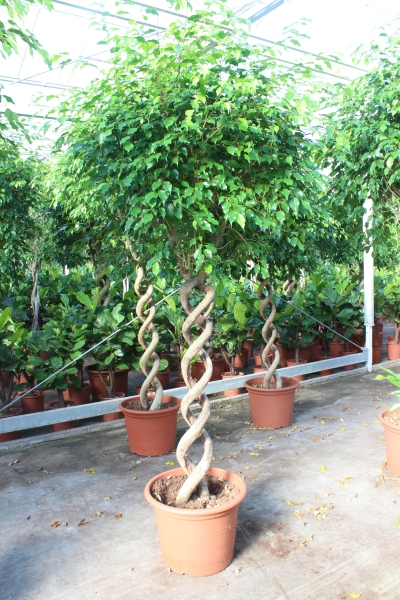 Фикус Экзотика двойная спираль 55/280 см Фикус Экзотика двойная спираль 55/280 см