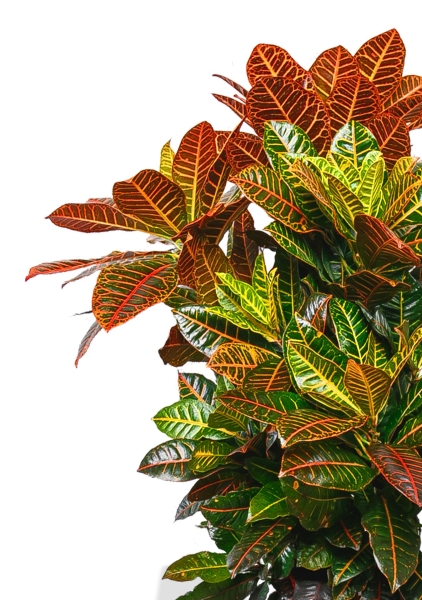 Кротон в RONDO 40