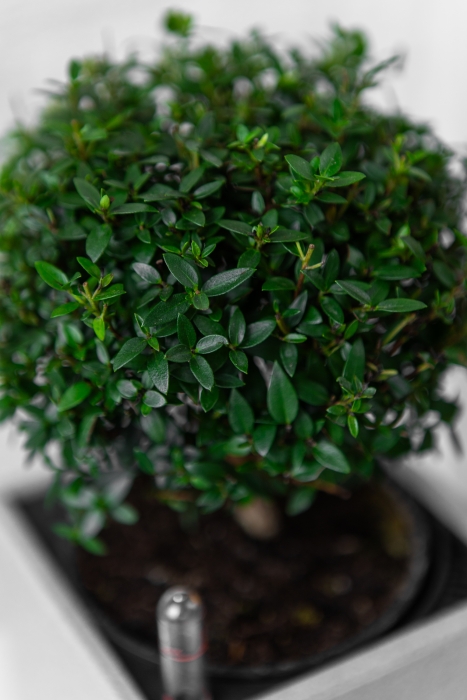 Мирт в CANTO STONE 14