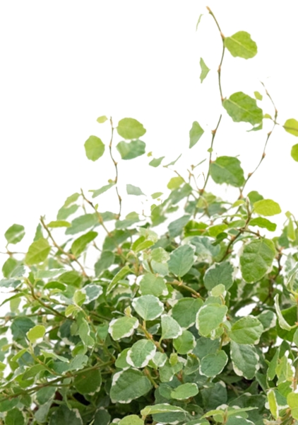 Фикус Пумила в CUBE COLOR 14