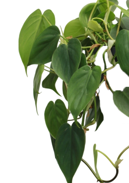 Филодендрон Сканденс 17/30 см в QUADRO LS 21 Филодендрон Сканденс 17/30 см в QUADRO LS 21