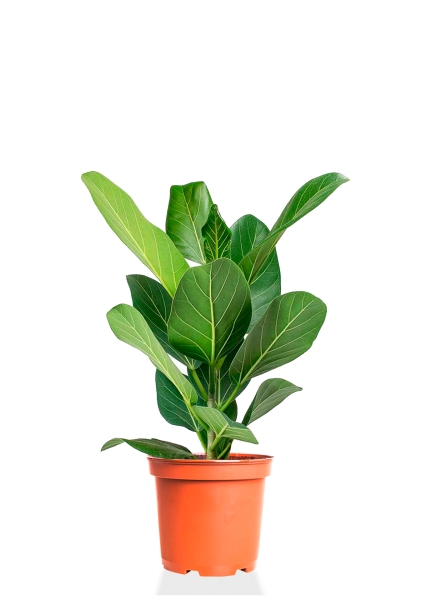 Фикус Бенгальский Одри 14/30 см