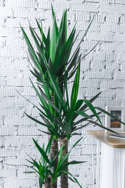 Юкка 3 ствола 23/120 см