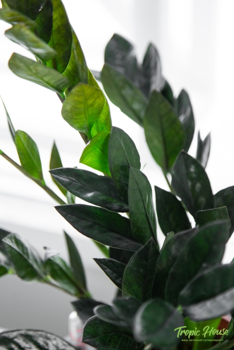 Замиокулькас Равен 15/50 в CUBE COLOR 16