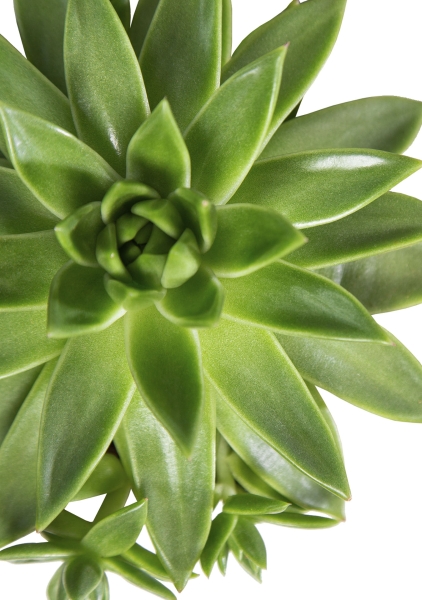 Эхеверия зеленая в CANTO Stone 14