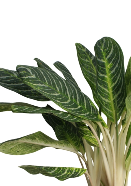 Аглаонема Кей Лайм 24/70 см в CLASSICO LS 28