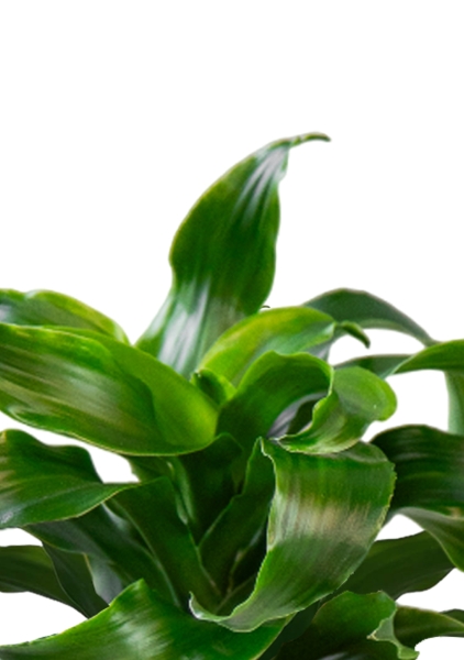 Драцена Твист 12/20 Драцена Твист 12/20