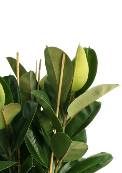 Фикус Эластика Робуста 3 ствола 35/160 см в CLASSICO COLOR 43 Фикус Эластика Робуста 3 ствола 35/160 см в CLASSICO COLOR 43