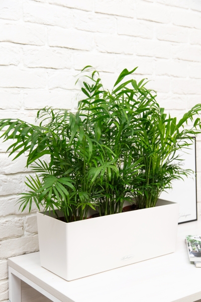 Хамедорея в BALCONERA COLOR 50 Хамедорея в BALCONERA COLOR 50