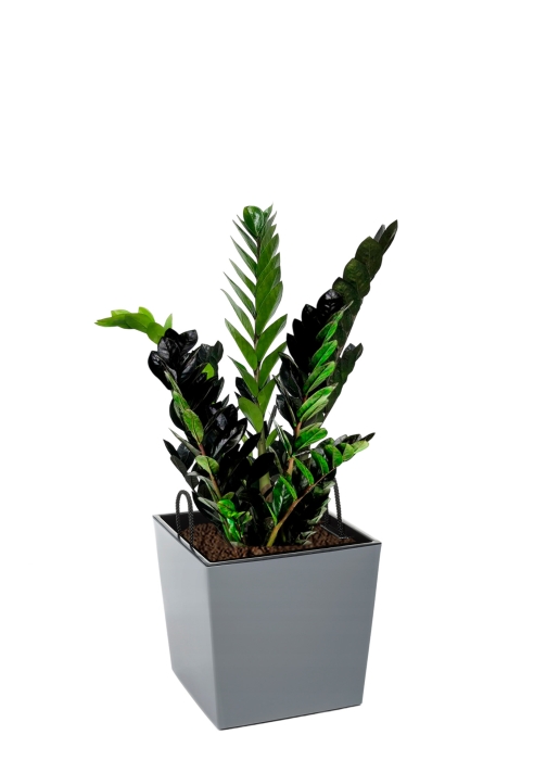 Замиокулькас Равен 15/50 см в Juka 19x19, серый бетон