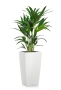 Ховея 17/90 см в CUBICO COLOR 22