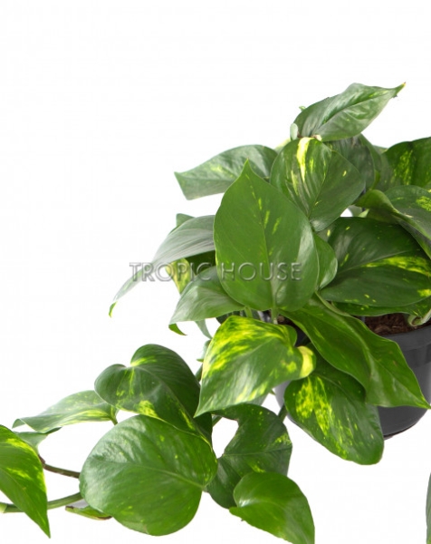 Сциндапсус в CLASSICO COLOR 21 Сциндапсус в CLASSICO COLOR 21