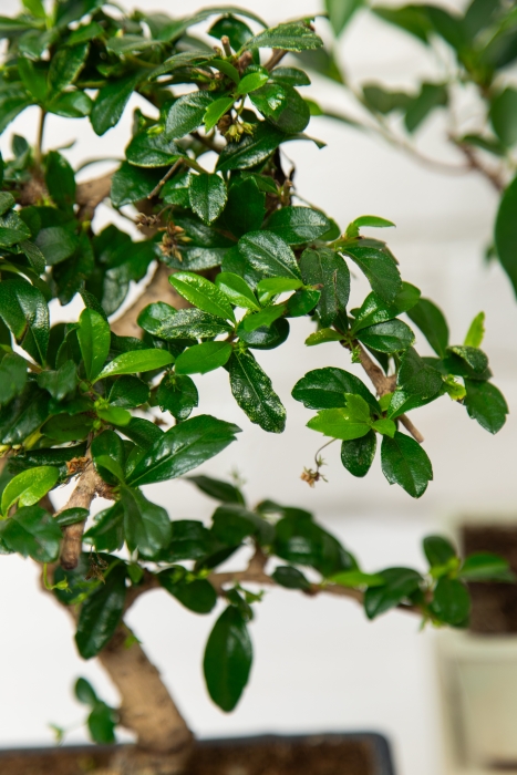 Бонсай микс в керамике S форма 20/35 см