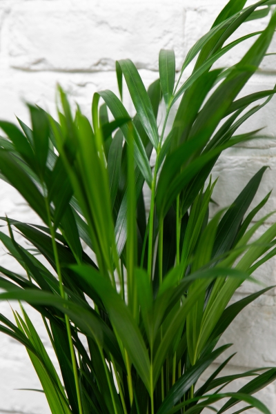 Хризалидокарпус 17/60 см Хризалидокарпус 17/60 см