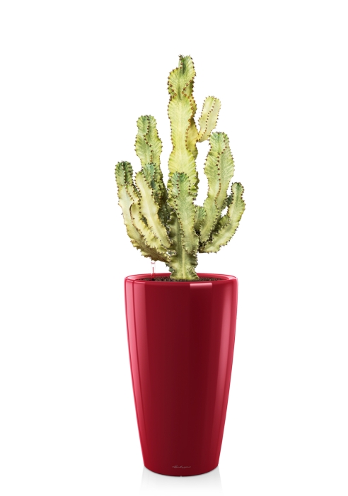 Эуфорбия Ингенс в RONDO 40, черный 