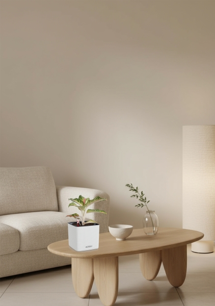 Аглаонема Айкетчер 12/30 см