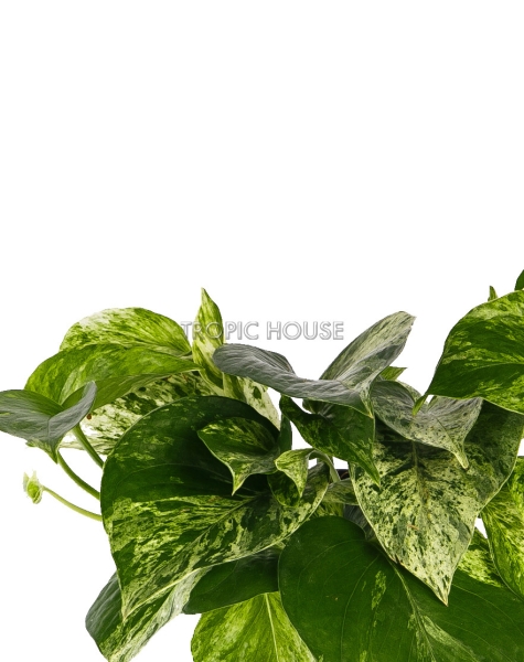 Набор сциндапсусов CANTO STONE 14 Набор сциндапсусов CANTO STONE 14