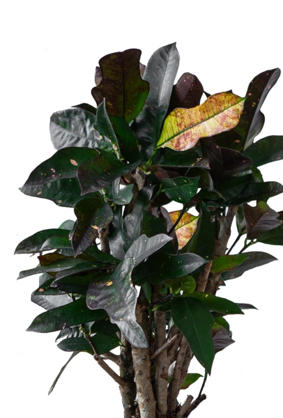 Кротон (Кодиеум) Вилма 17/70 см в CUBICO COLOR 22