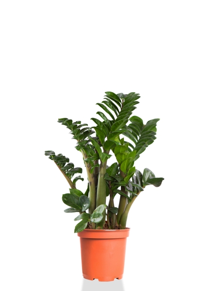 Замиокулькас Зензи 14/50 см