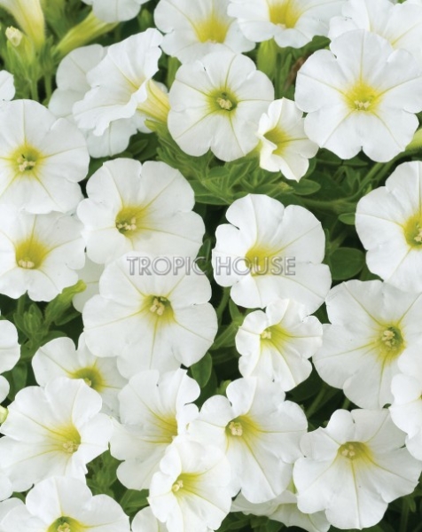 Петуния белая в BALCONERA Cottage 50 Петуния белая в BALCONERA Cottage 50