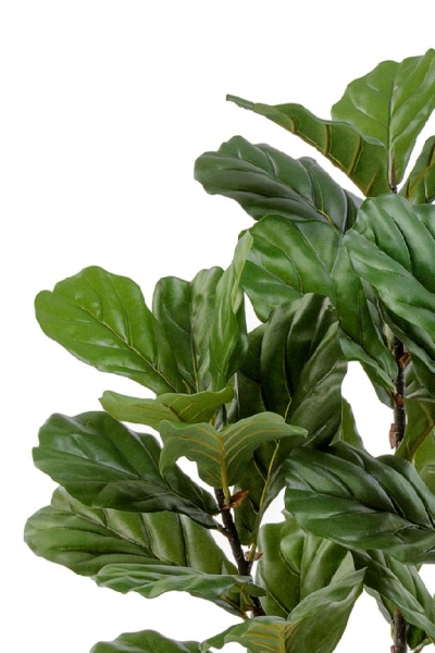 Фикус Лирата куст на стволах