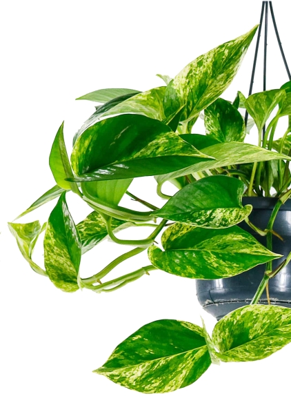 Сциндапсус Ауреум 15/45 см Сциндапсус Ауреум 15/45 см