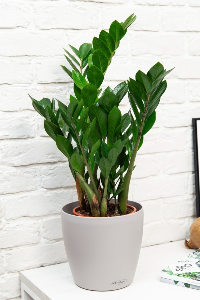 Замиокулькас 21/90 см