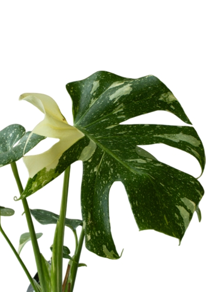 Монстера Делициоза вариегатная d15 см h45 см тип 1