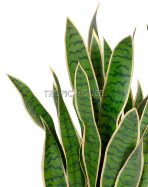 Сансевиерия куст жёлто-зелёный