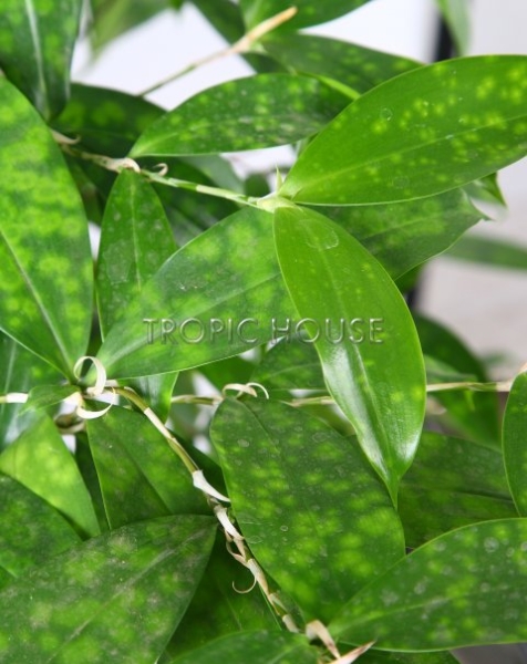 Драцена Суркулоза 24/100 см