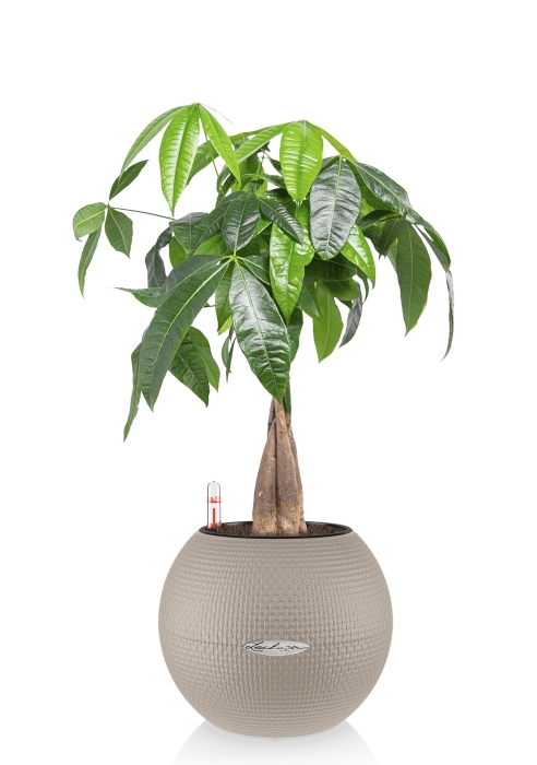 Пахира PURO 20/40 см, Песочно-коричневый