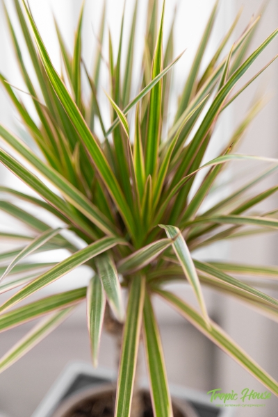 Драцена Маргината Биколор 1 ствол 12/40 см