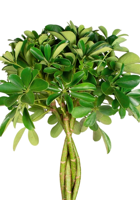 Шеффлера Нора 21/75 см в CLASSICO COLOR 28